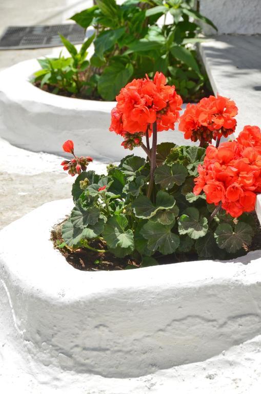Blue Sky Aparthotel Naxos City ห้อง รูปภาพ